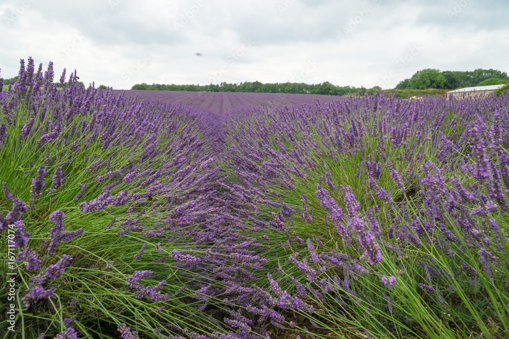Fototapeta premium Lavender fields in the summertime