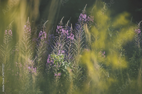 summer wildflowers soft abstract background