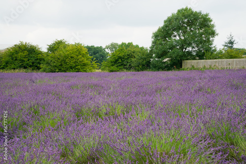 Lavender fields in the summertime © Anthony
