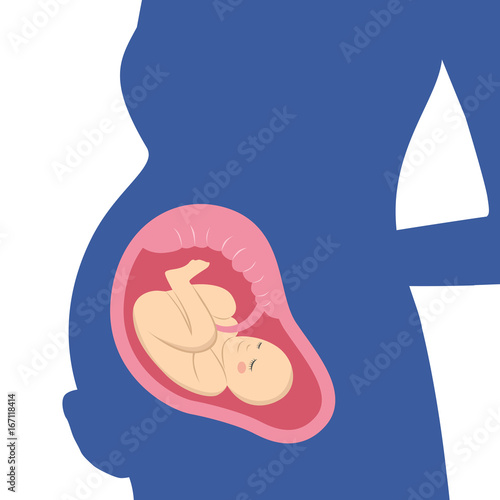 Fetus baby in mother womb. Pregnant woman and her fetus