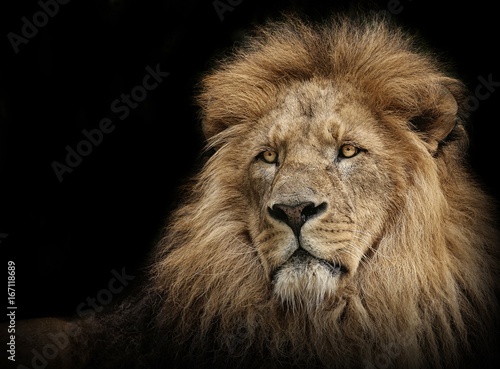 Lion portrait © LeitnerR