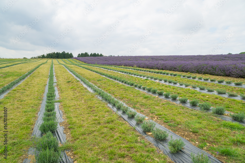 Fototapeta premium Lavender fields lilac flowers outside in the summertime