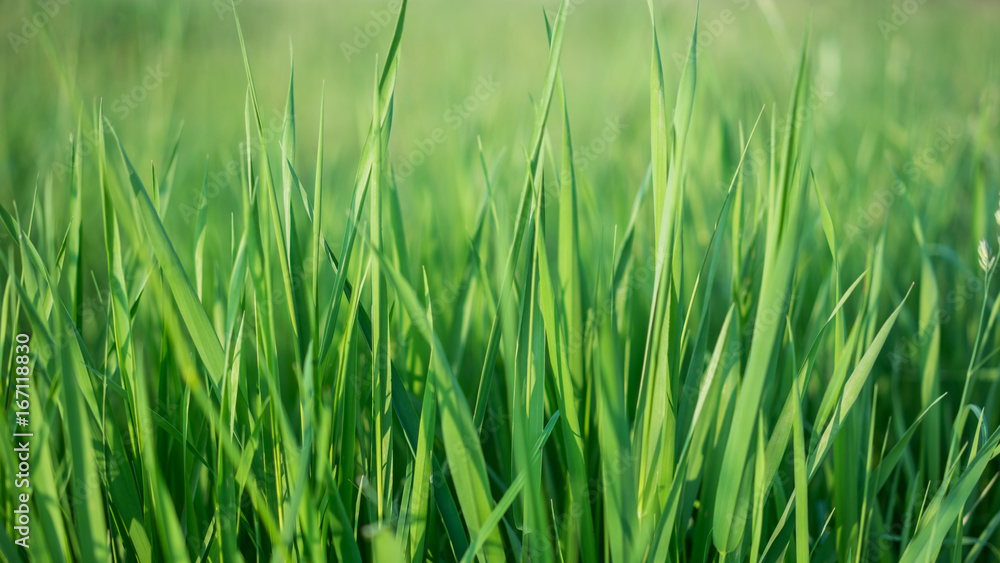 Lush Green Grass Lush Green Grass