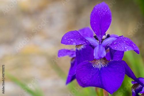 Fototapeta Naklejka Na Ścianę i Meble -  Close-up of Blue iris