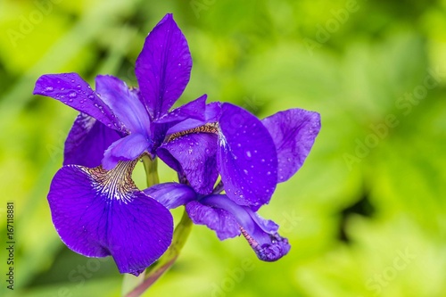 Fototapeta Naklejka Na Ścianę i Meble -  Close-up of Blue iris