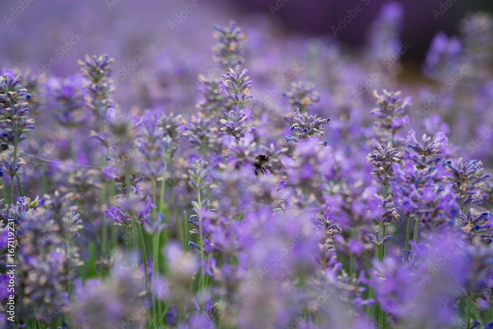 Obraz premium Lavender fields lilac flowers outside in the summertime