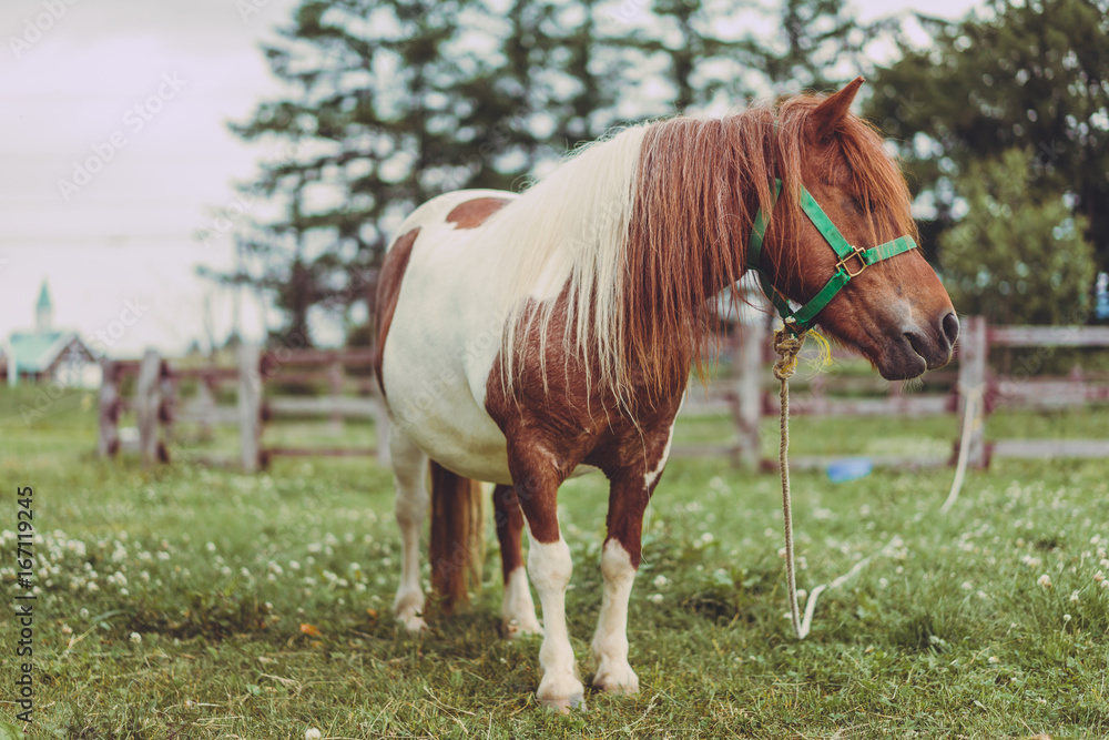 Dwarf Horse Dwarf Horse