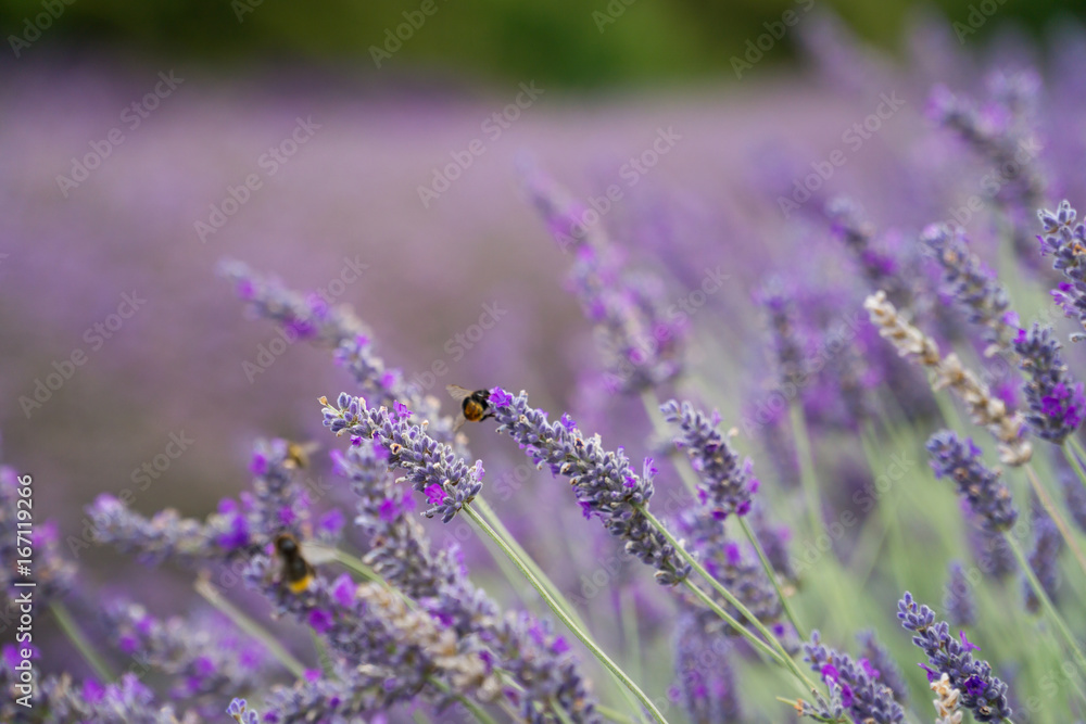 Obraz premium Lavender fields lilac flowers outside in the summertime