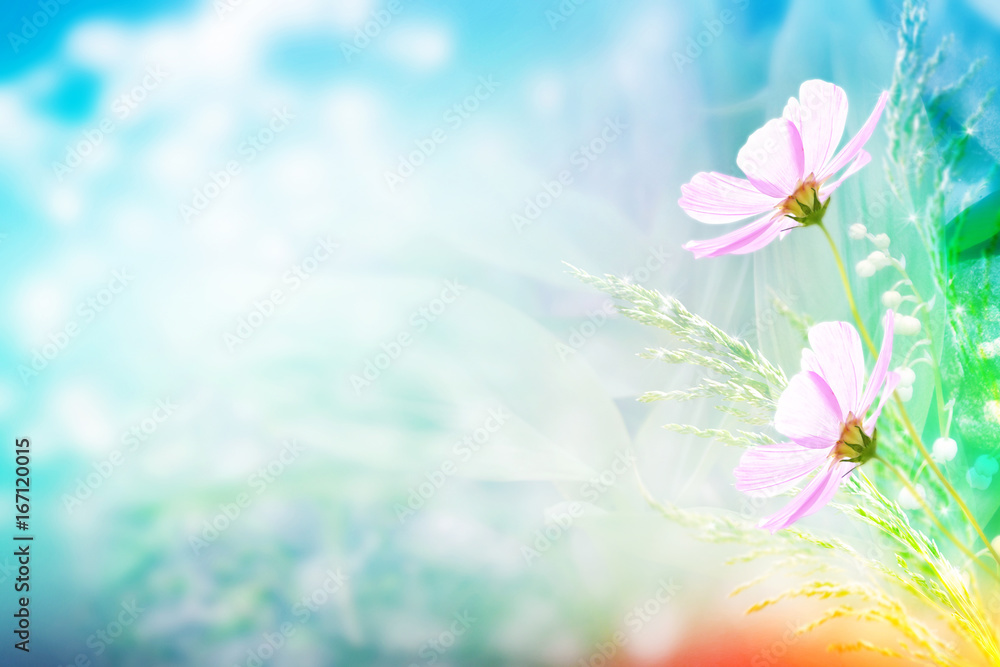 Obraz premium Colorful cosmos flowers on a background of summer landscape.
