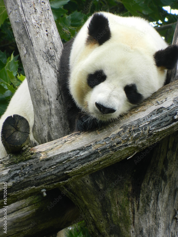 Fototapeta premium Panda Géant