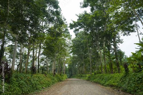 Road in the forestn in Guatemala photo