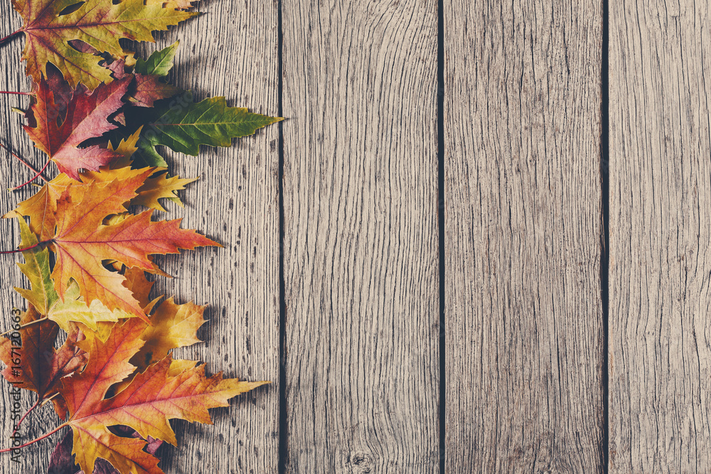 Fototapeta premium Autumn season background, yellow maple leaves