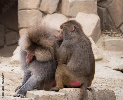 Male and female Hamadryas baboon or papio hamadryas family