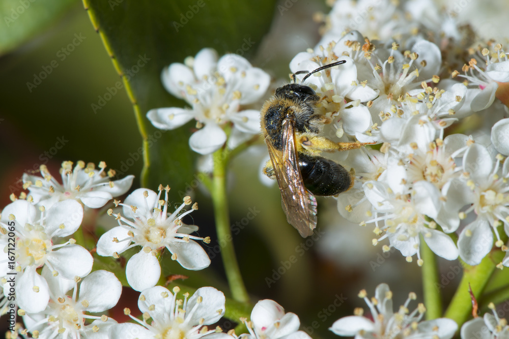 Bee lies on a flower. Bee lies on a flower.