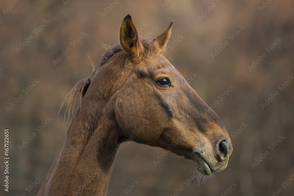 Obraz premium Foal the same color of trees at Fall.