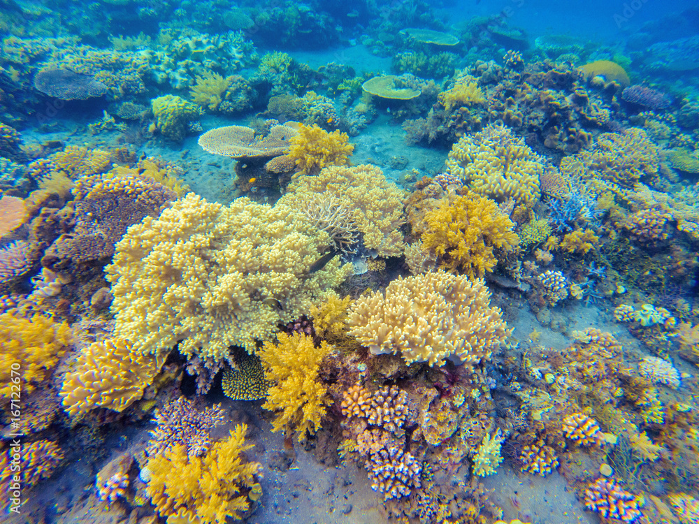 Yellow corals in tropical seashore. Undersea landscape photo. Fauna and flora of tropical shore.