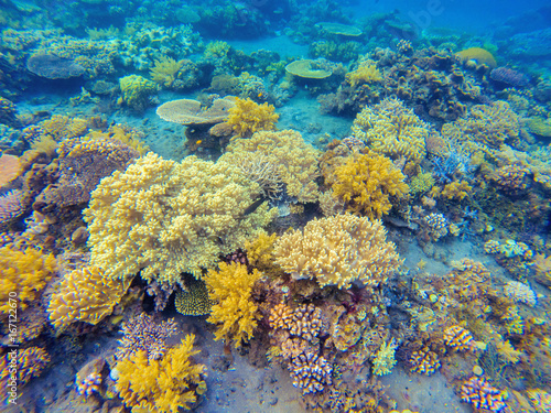 Yellow corals in tropical seashore. Undersea landscape photo. Fauna and flora of tropical shore.