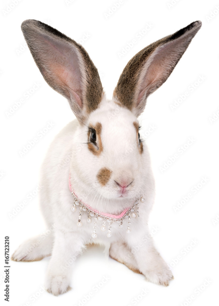 Fototapeta premium Checkered Giant rabbit