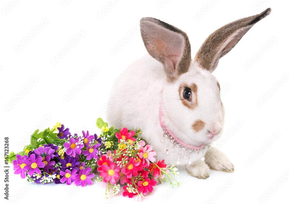 Checkered Giant rabbit Checkered Giant rabbit