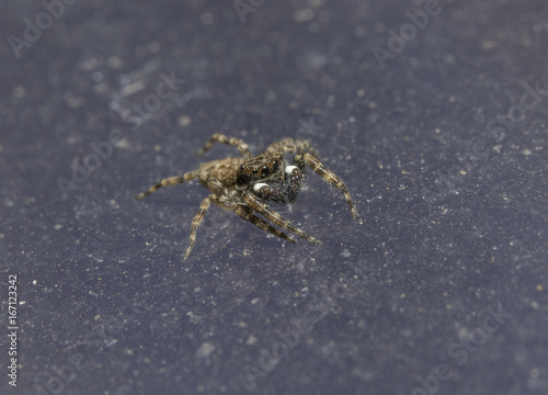 Jumping Spiders have such big eyes.