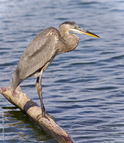 Postcard with a great blue heron standing on a log
