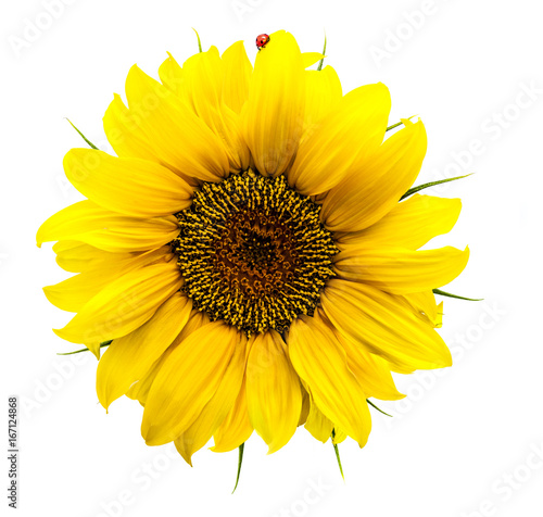 Sonnenblume mit Marienkäfer