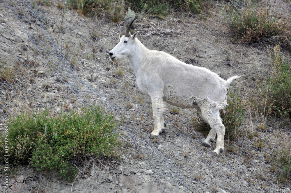 Obraz premium animal