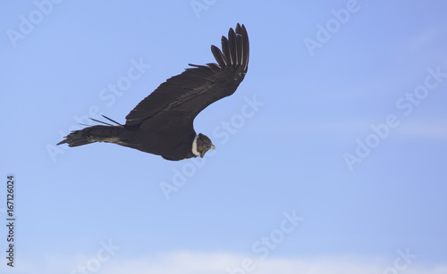Andean Condor  flying over the mountain range of the Andes.