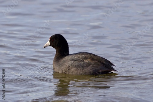 Beautiful image with amazing american coot in the lake