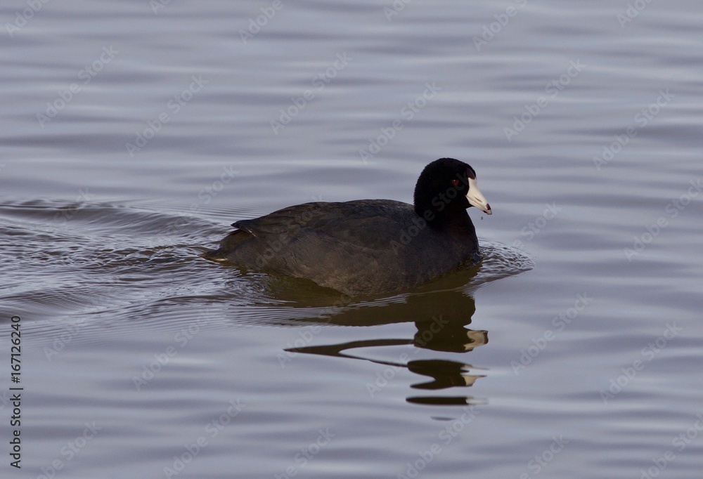 Beautiful picture with funny weird american coot in the lake Beautiful picture with funny weird american coot in the lake