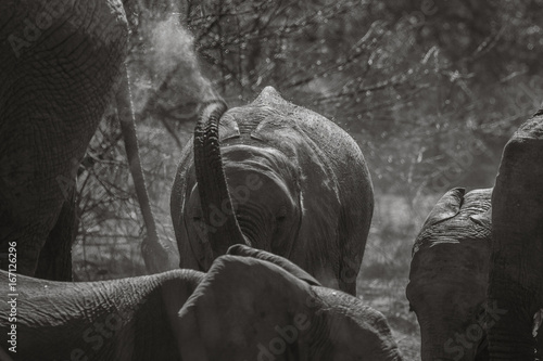 Young elephant having a sand bath