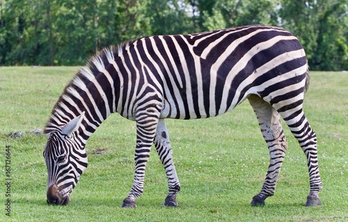 Isolated picture with a zebra eating the grass