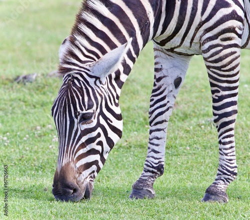 Image of a zebra eating the grass on a field