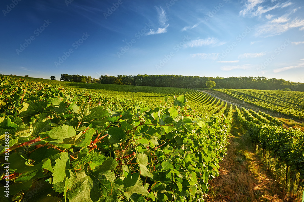 Vineyard in the South Moravian Region of the Czech Republic with rows of grapes and vines