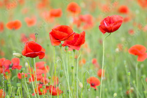 Close up of red poppies blur background in a garden in the summer