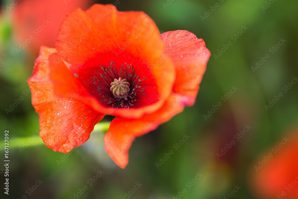 Macro of flowers in a garden with blur background