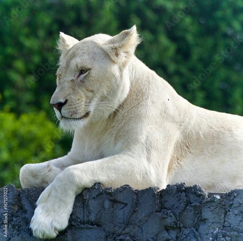 Image of a funny white lion trying not to sleep