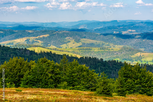 Wallpaper Mural forest on a hillside of Carpathian Mountain Ridge Torontodigital.ca