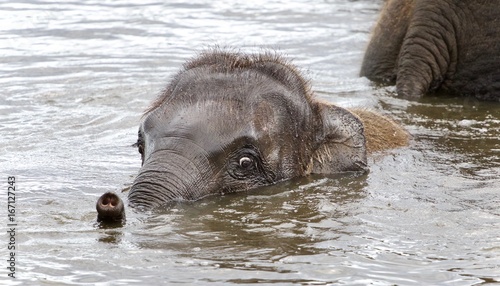 Background with a funny young elephant swimming
