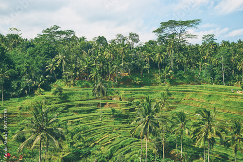 Beautiful landscape with rice terraces and coconut palms near Tegallalang village  Ubud  Bali  Indonesia.