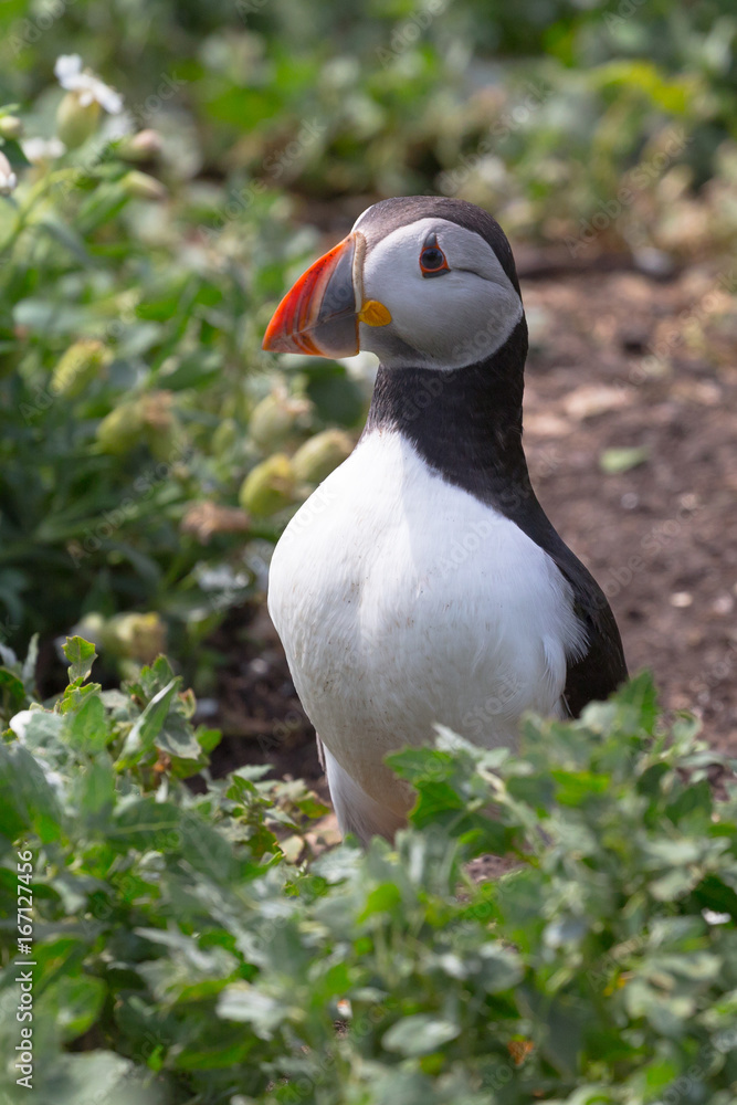 Fototapeta premium Atlantic Puffin