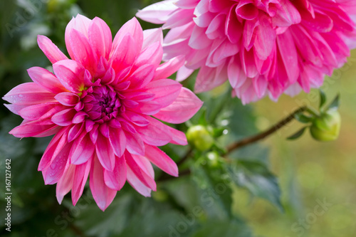 Macro shot of a pink dahlia.