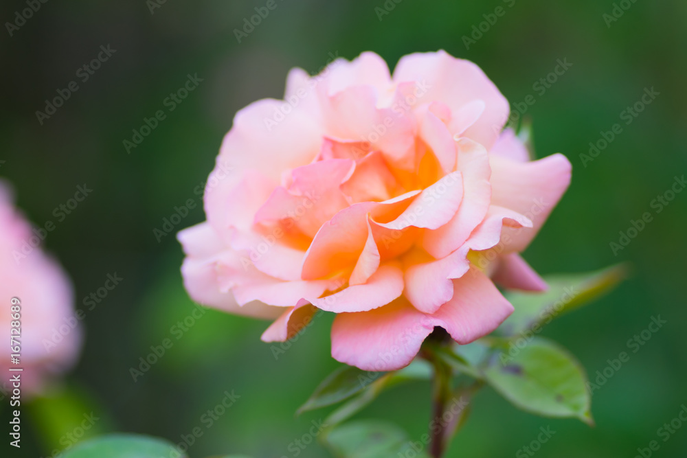 Close up of flowers in a garden with out of focus background Close up of flowers in a garden with out of focus background