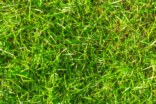 Vibrant green grass background. Green grass field photo texture.