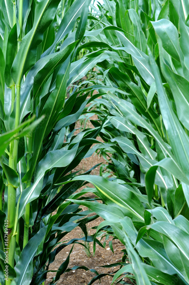 Obraz premium Blick in ein Maisfeld