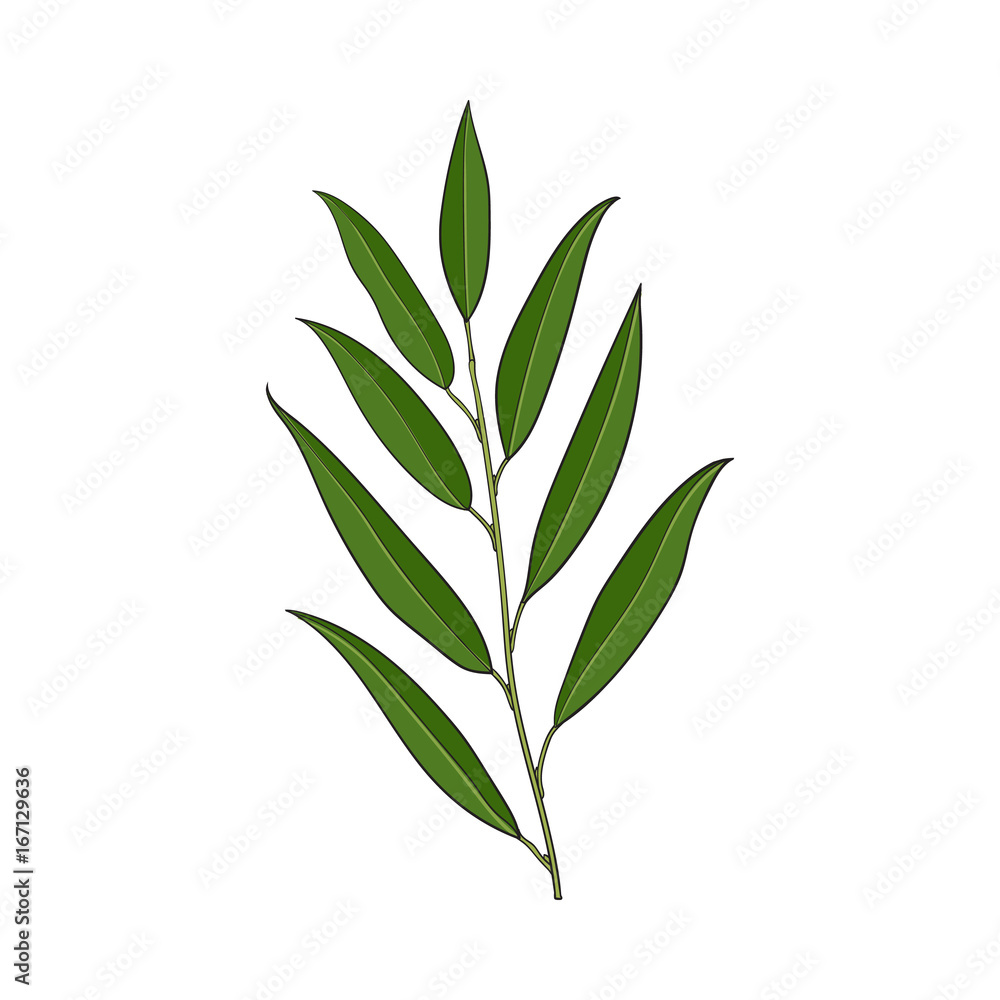 Fototapeta premium Beautiful hand drawn willow tree twig, branch, decoration element, sketch vector illustration isolated on white background. Realistic hand drawing of beautiful willow twig, floral decoration element