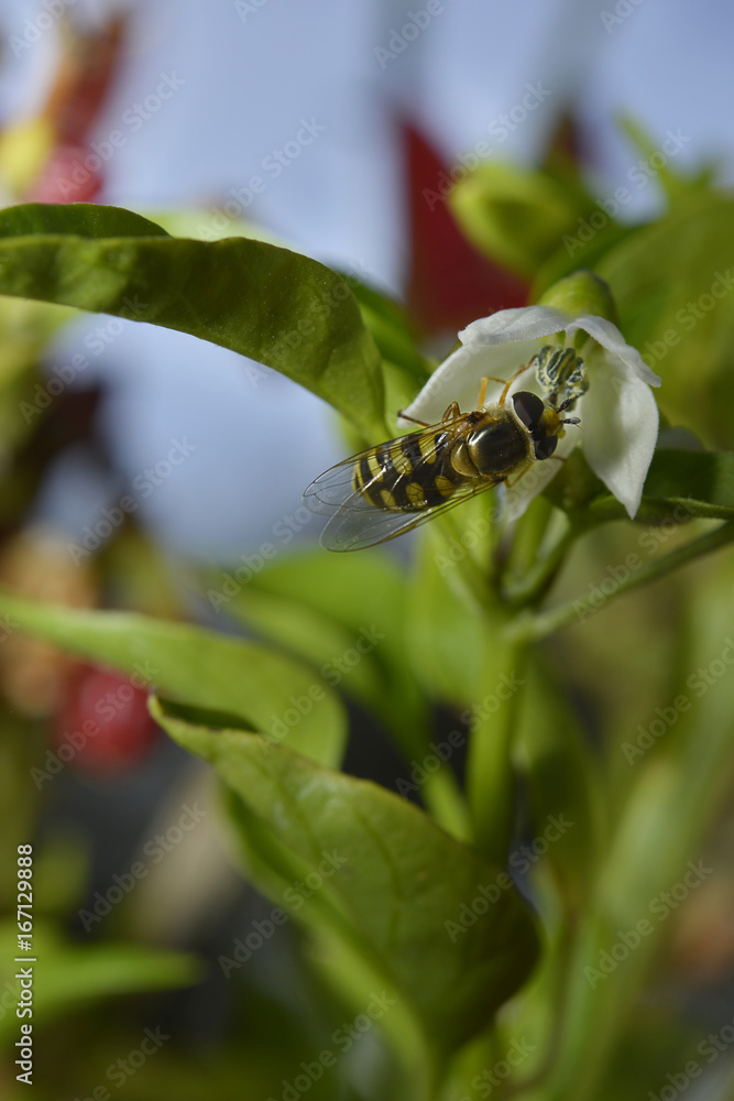 Fototapeta premium Bee sucking nectar.