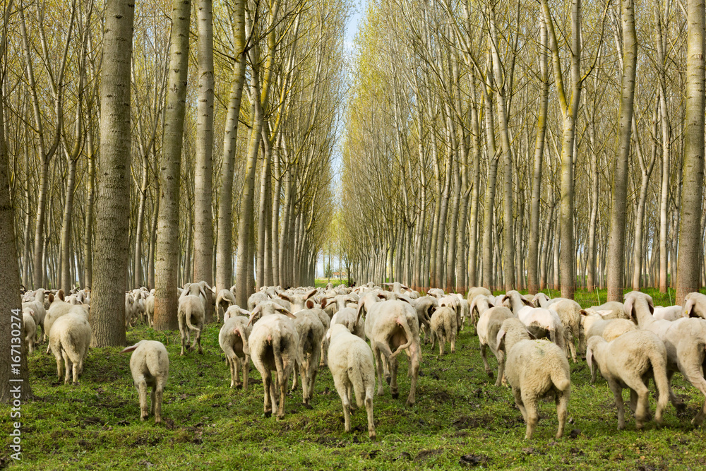 Flock of sheep running away