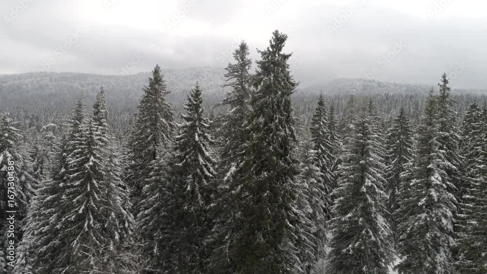 Aerial: flying above evergreen forest trees with fresh snow at winter season Aerial: flying above evergreen forest trees with fresh snow at winter season