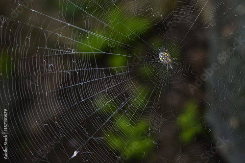 A spider on its web.